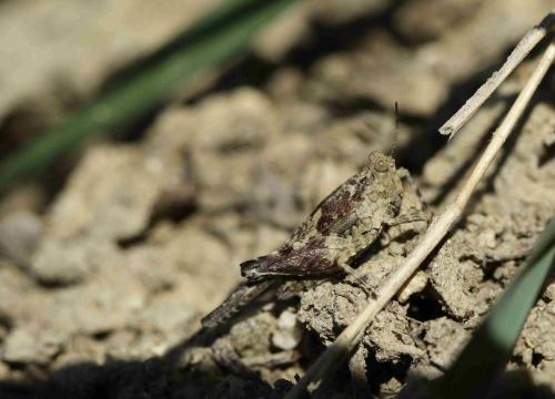 Paratettix meridionalis